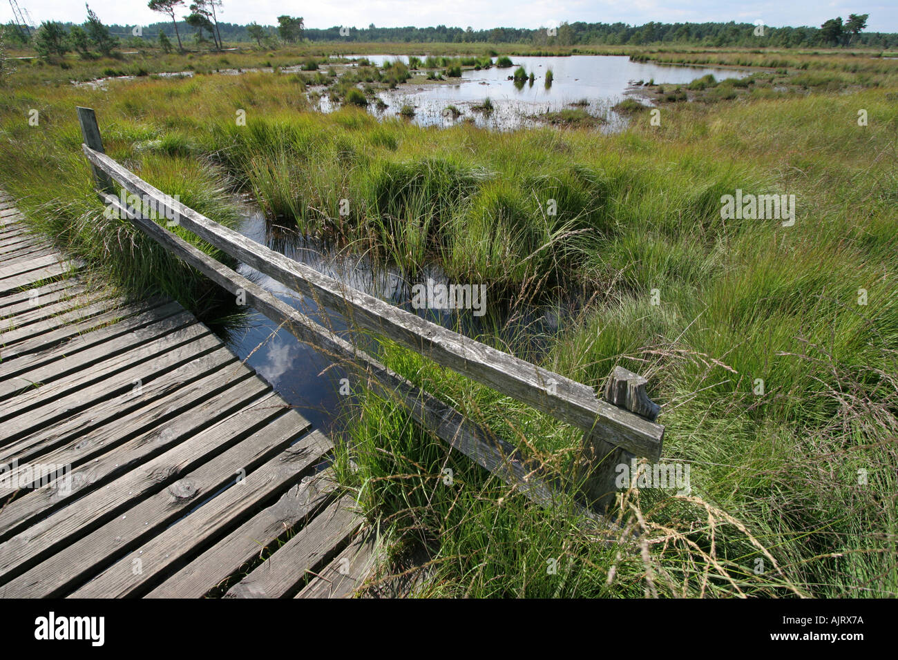 Comune Thursley riserva naturale nazionale Surrey Foto Stock