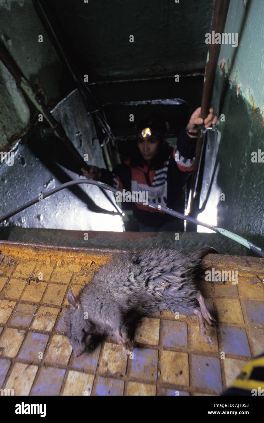 Dead Rat sulla barca abbandonati Foto Stock