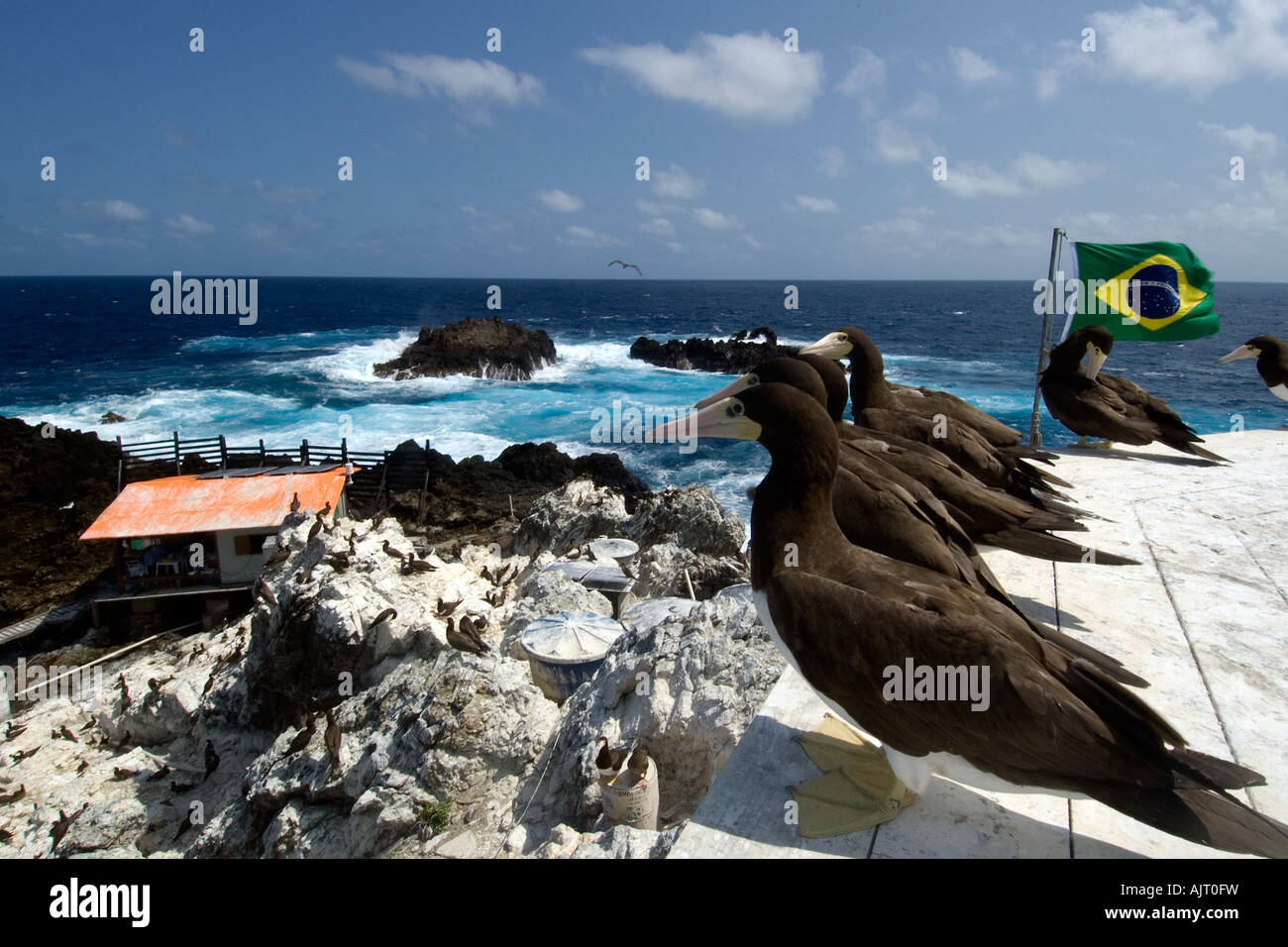 Brown boobies Sula leucogaster affacciato sulla stazione di campo San Pietro e di San Paolo s rocce Brasile Oceano Atlantico Foto Stock