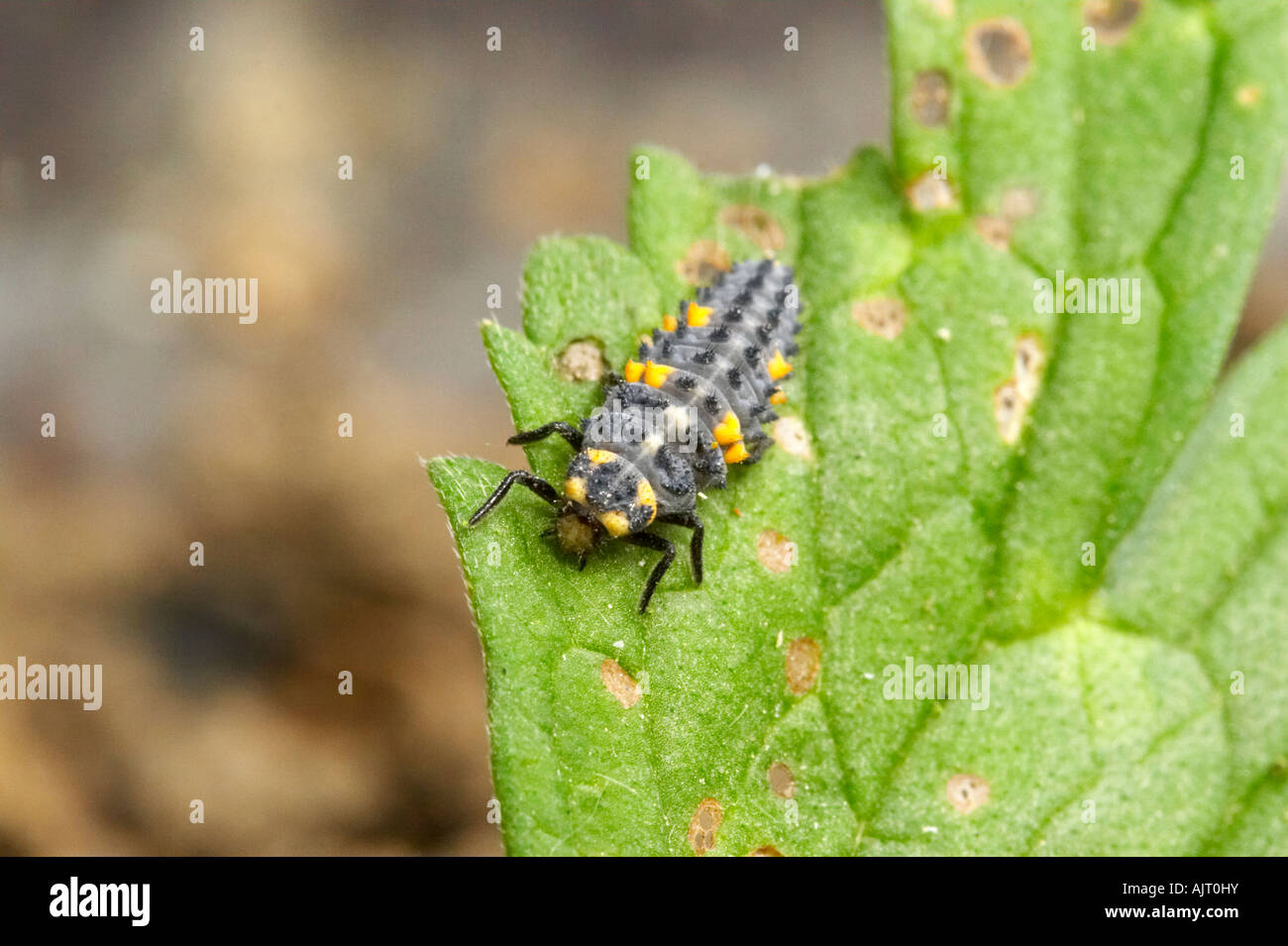 Sette-spotted ladybird larva in giardino, Essex Foto Stock