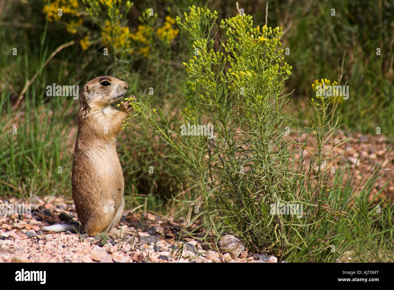 In via di estinzione Utah prairie dog Cynomys parvidens in piedi Foto Stock