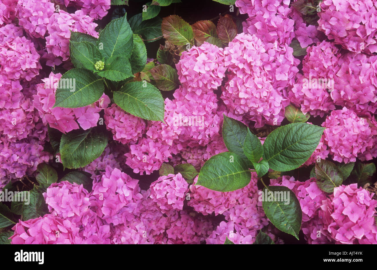 Rosa matura flowerheads di mophead Hydrangea macrophylla Niedersachsen bush con foglie di colore verde Foto Stock