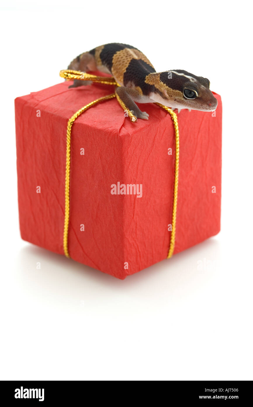 Lizard sul pacco rosso Foto Stock