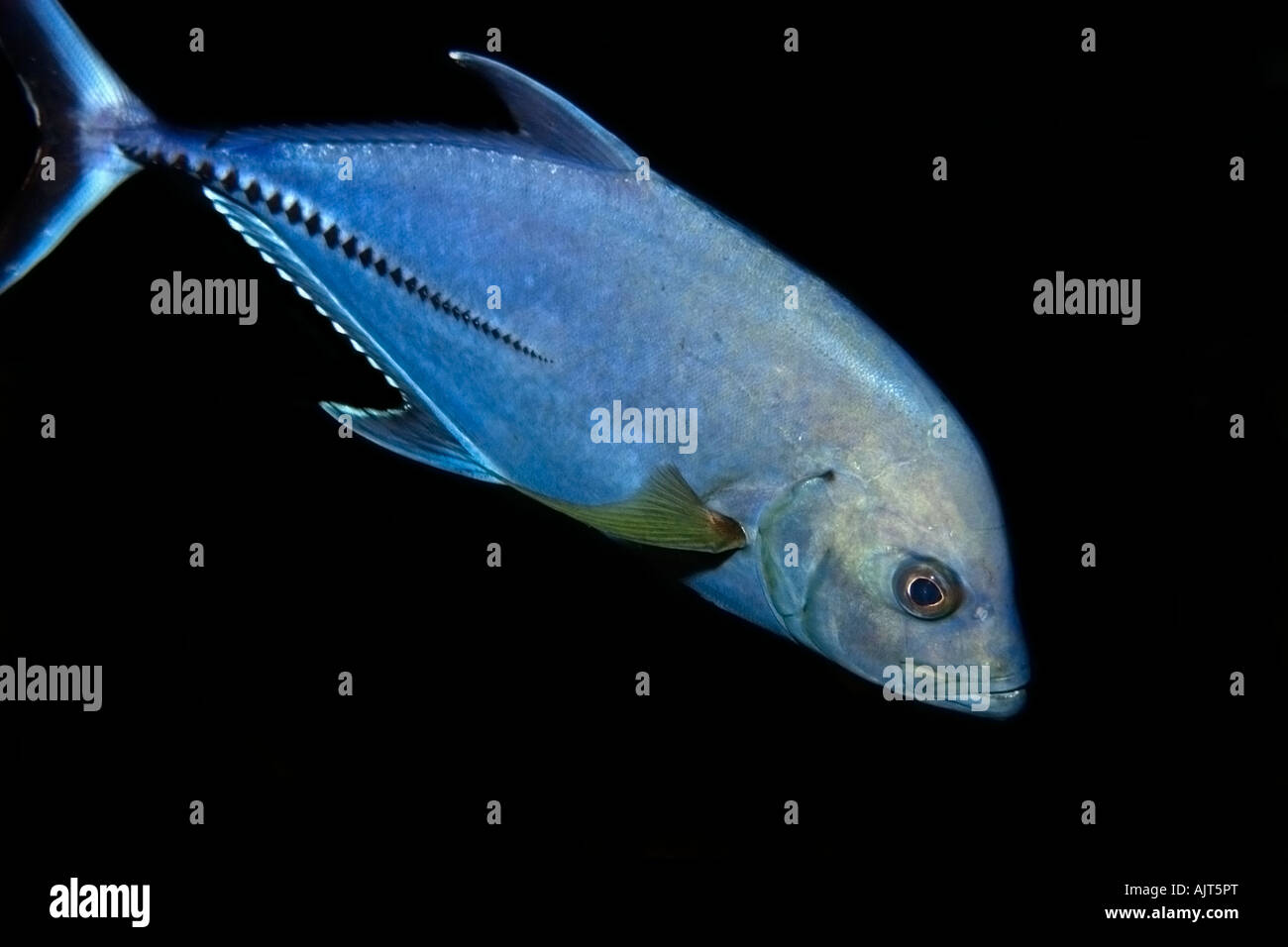 Black jack Caranx lugubris San Pietro e di San Paolo s rocce Brasile Oceano Atlantico Foto Stock