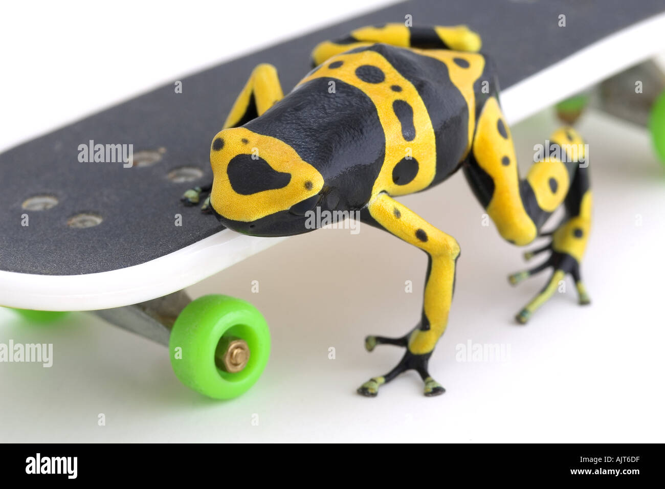 Rana su skateboard Foto stock - Alamy