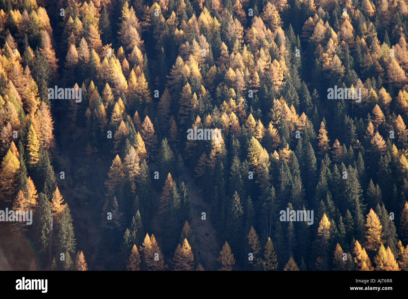 I larici con Giallo autunno aghi nella foresta con abete rosso tredes Vallese alpi svizzere Svizzera Foto Stock