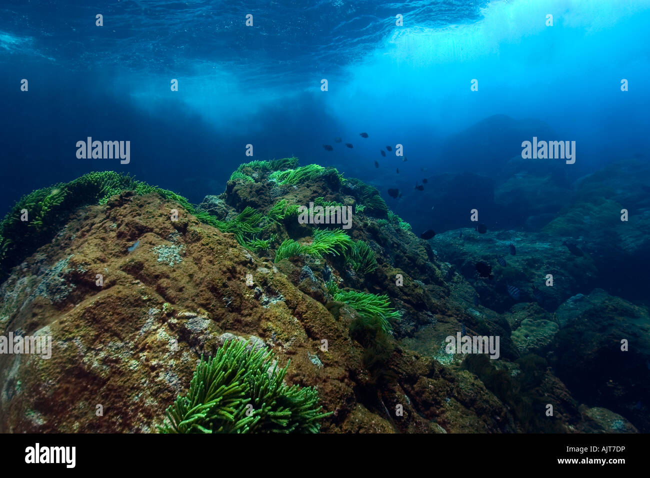 Substrato di subacquea San Pietro e di San Paolo s rocce Brasile Oceano Atlantico Foto Stock
