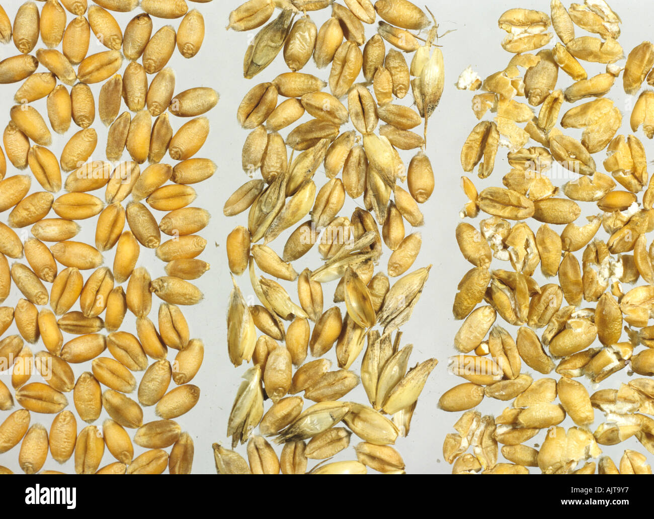 La qualità della granella buon grano rispetto alla contaminazione con la pula e la rottura di campioni di sementi Foto Stock