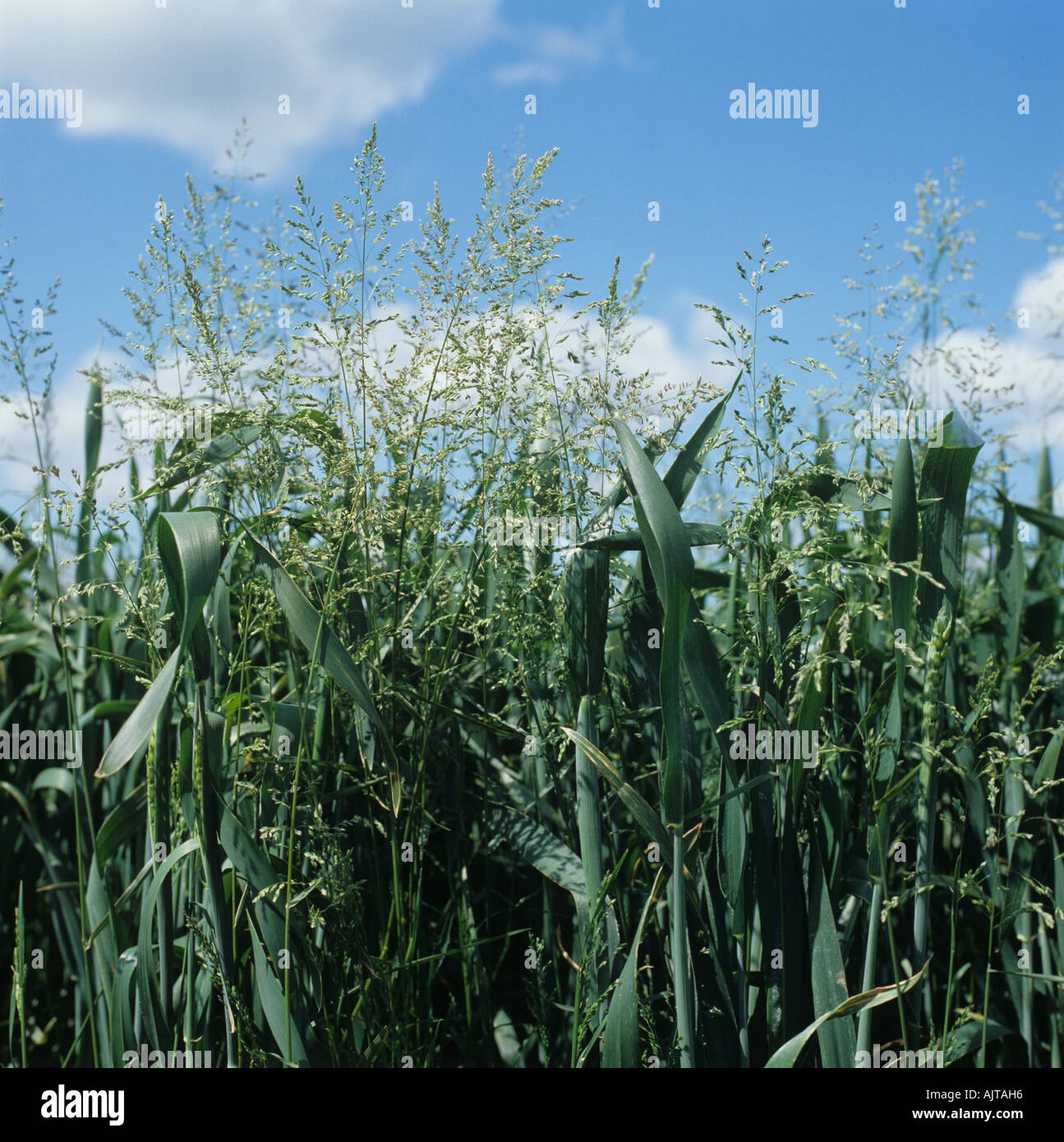 Ruvido erba di prato Poa trivialis fioritura delle erbe in un grano Foto Stock