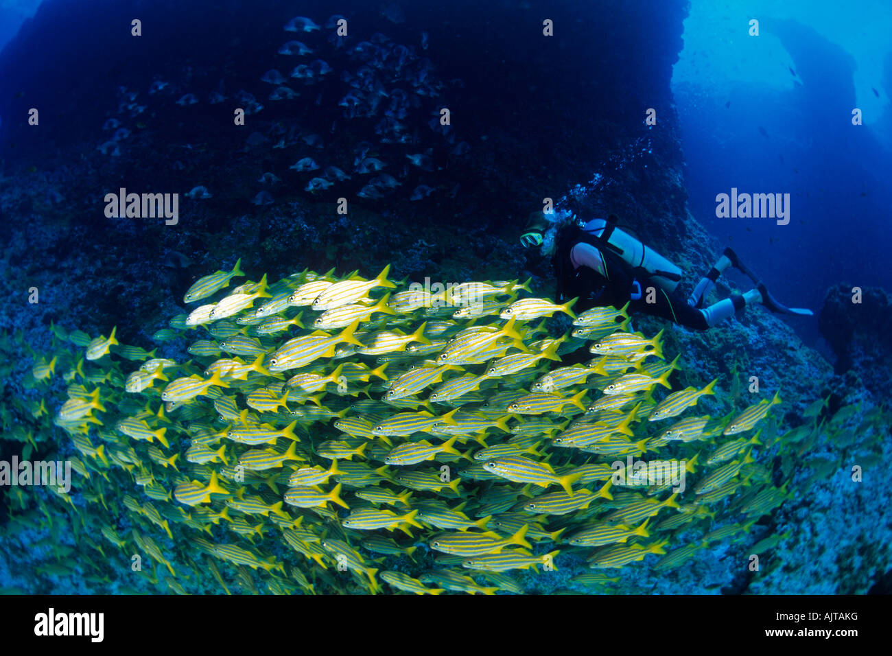 Subacqueo con secca di smallmouth grunt Haemulon chrysargyreum Fernando de Noronha Brasile Atlantico Foto Stock