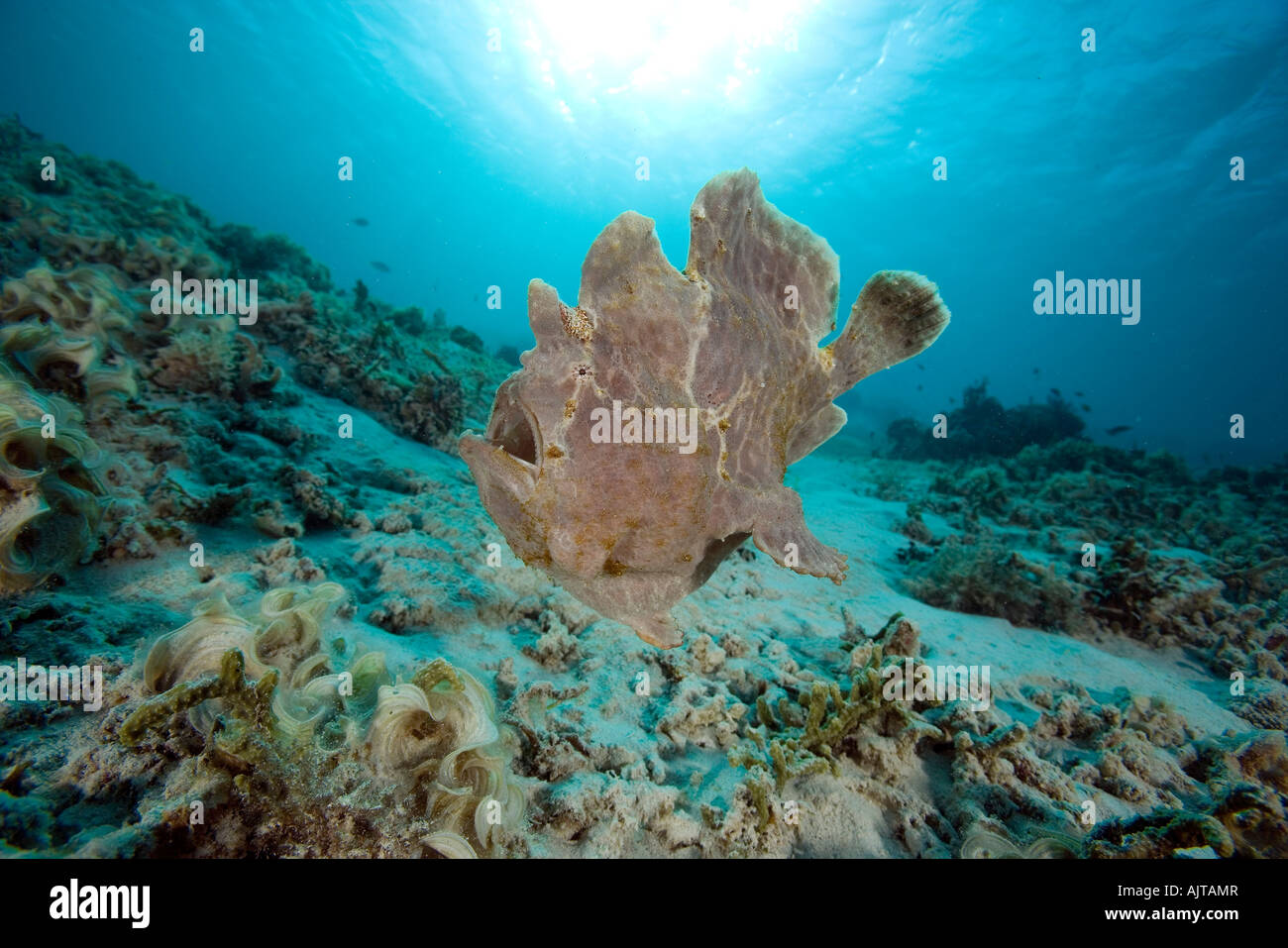 Rana pescatrice gigante Antennarius commersonii Lombok Oceano Indiano Indonesia Foto Stock