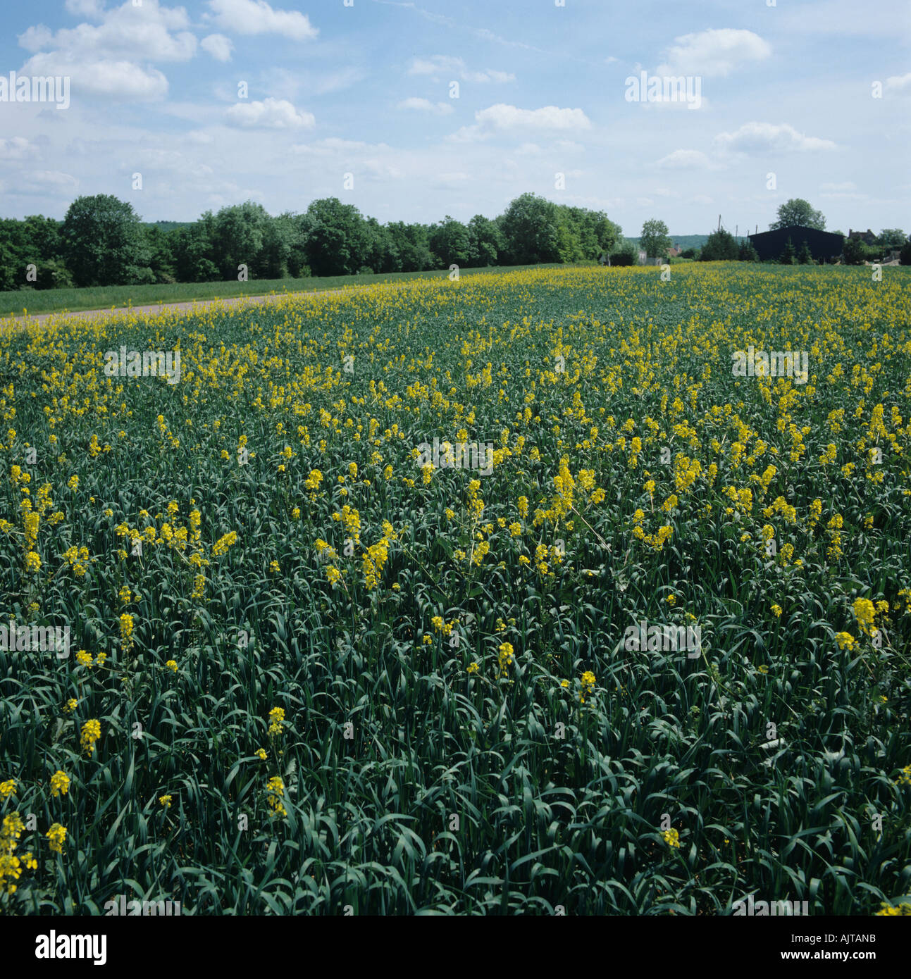 Charlock Sinapis arvense erbacce fioritura in coltivazione di grano a foglia bandiera Francia Foto Stock
