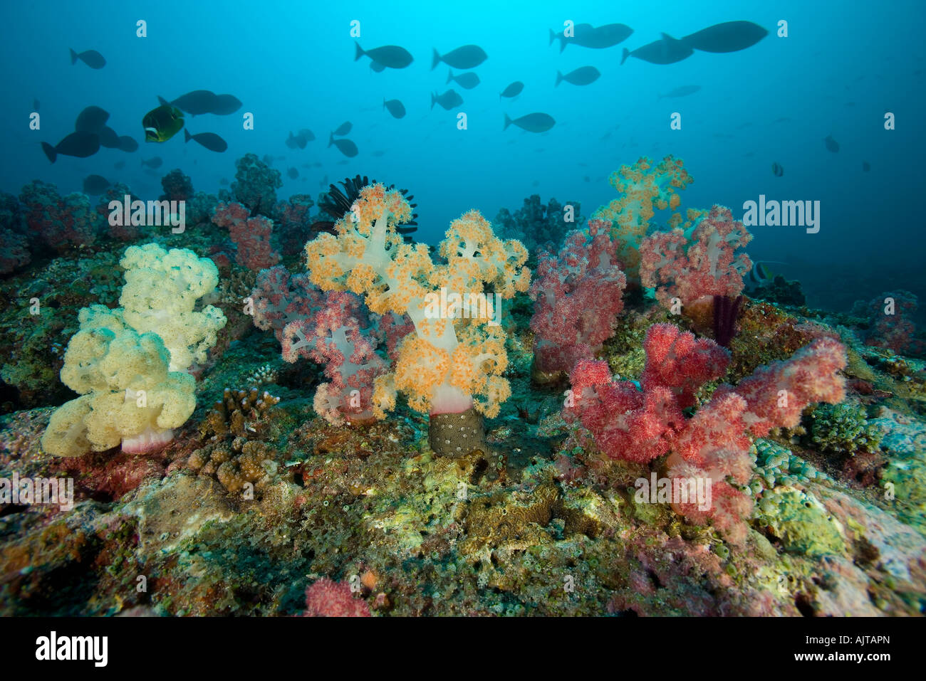 Soft Coral colony Lombok Oceano Indiano Indonesia Foto Stock