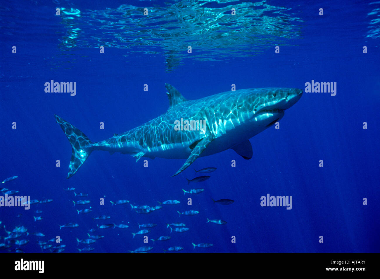 Il grande squalo bianco Carcharodon carcharias Guadalupe Island Pacific Ocean Messico Foto Stock
