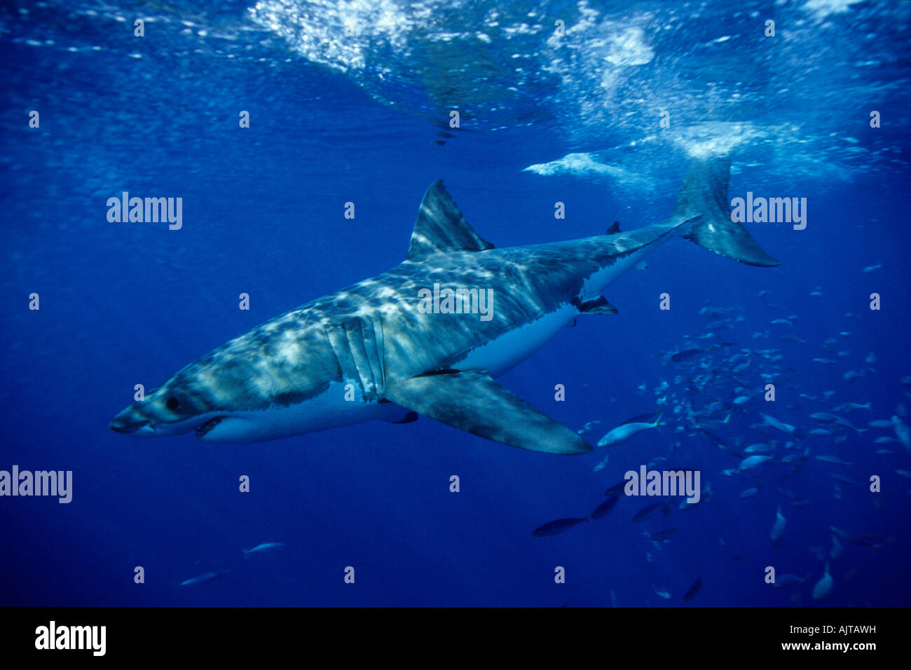 Il grande squalo bianco Carcharodon carcharias Guadalupe Island Pacific Ocean Messico Foto Stock