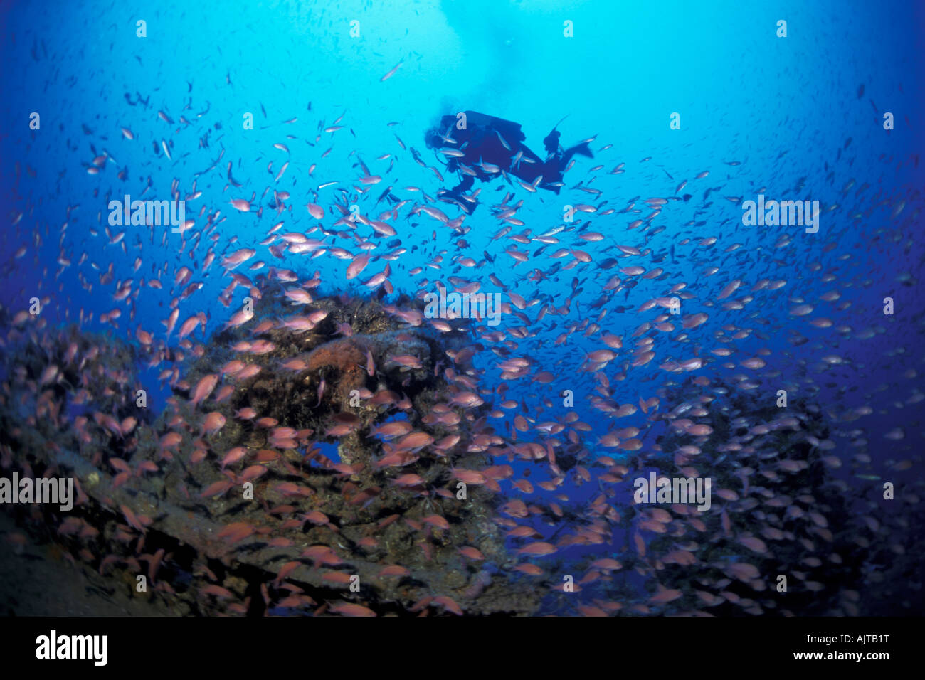 Subacqueo e secca di fairy basslet sull'Amoco Milford Haven petroliera relitto Liguria mare Mediterraneo Italia Foto Stock