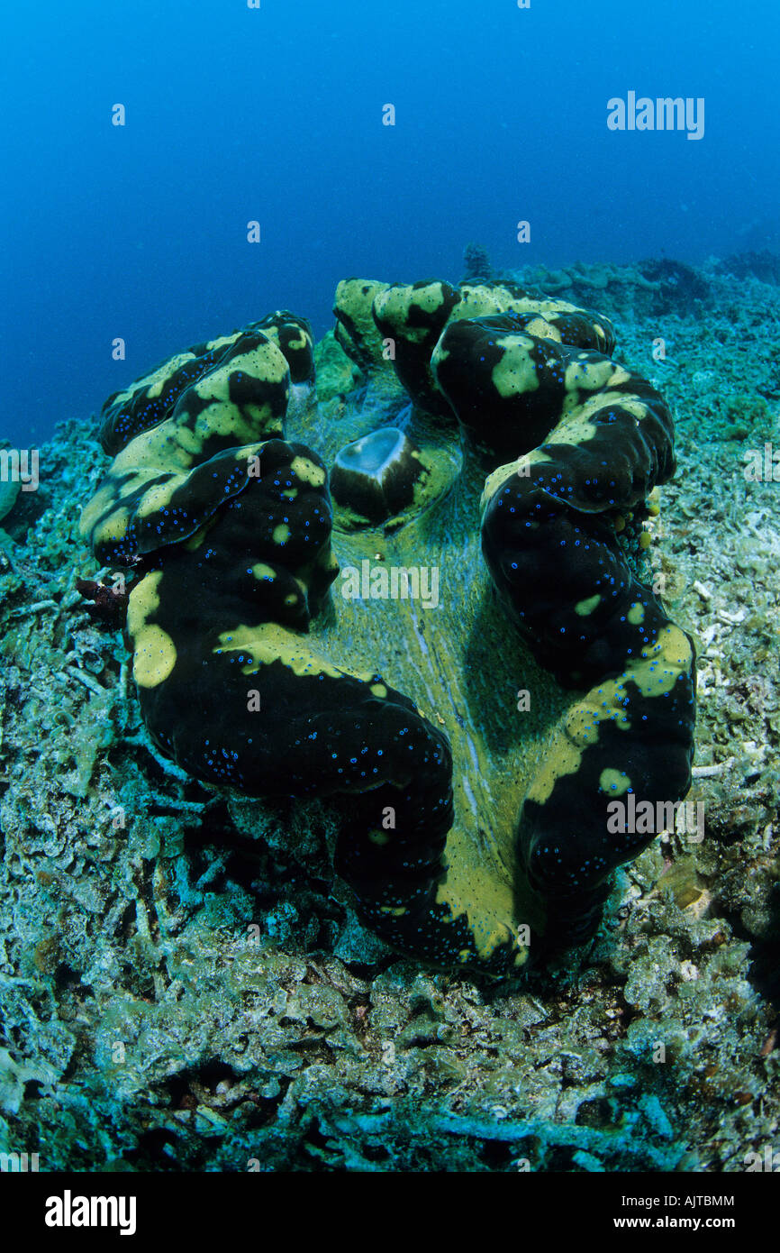 Vongola gigante Tridacna gigas Micronesia Pacifico Palau Foto Stock