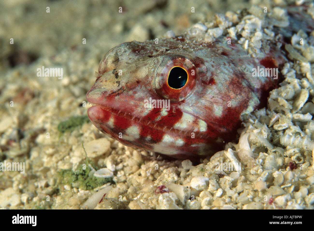 Clearfin lizardfish Synodus dermatogenys Micronesia Pacifico Palau Foto Stock