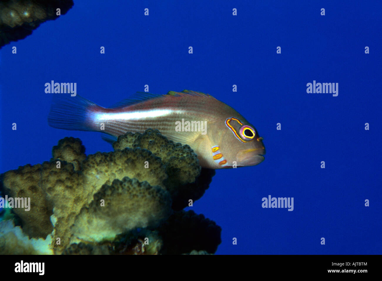 Occhio ad arco hawkfish Paraciirrhites arcatus Micronesia Pacifico Palau Foto Stock