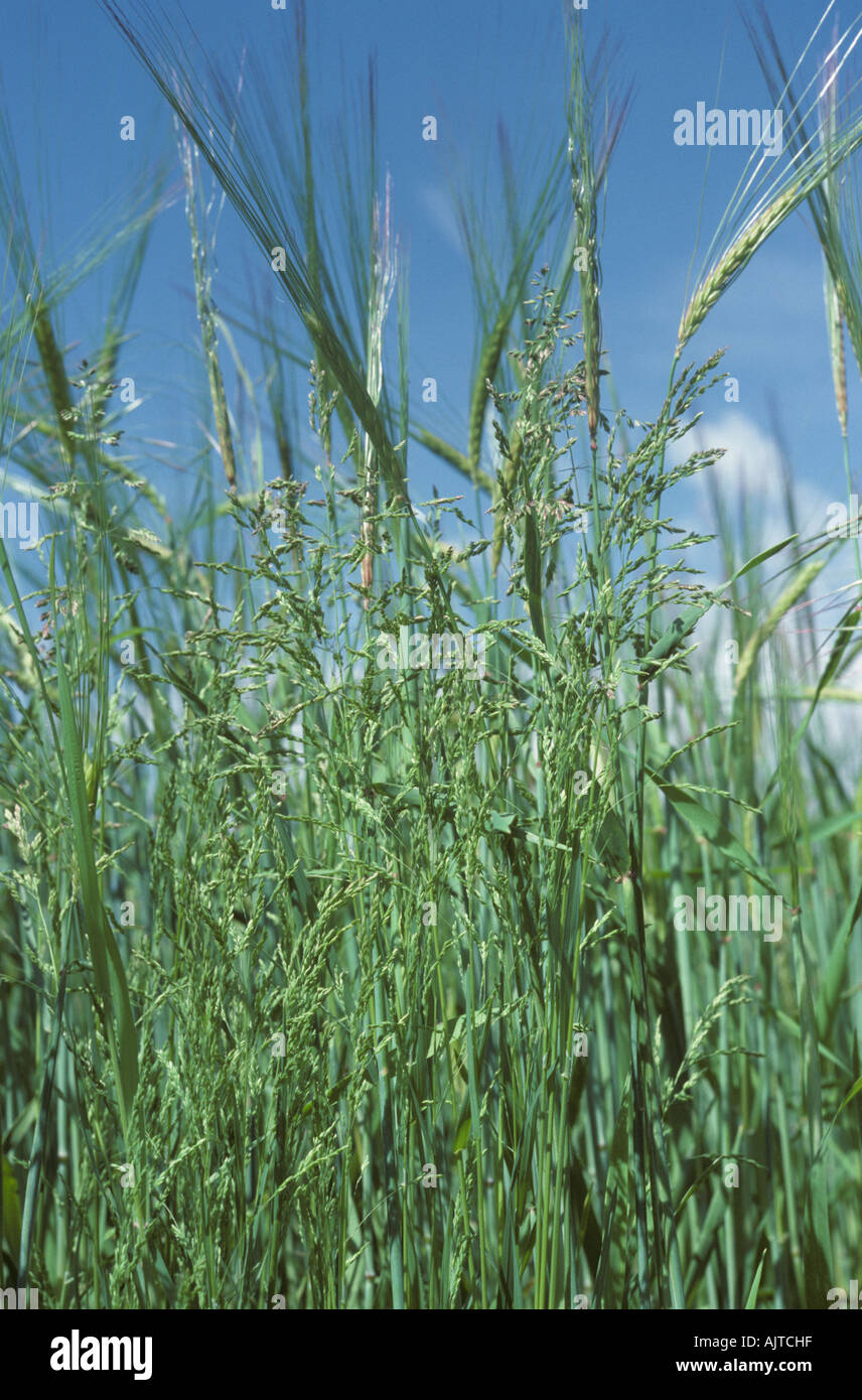 Ruvido erba di prato Poa trivialis fioritura in un raccolto di orzo in ear Foto Stock