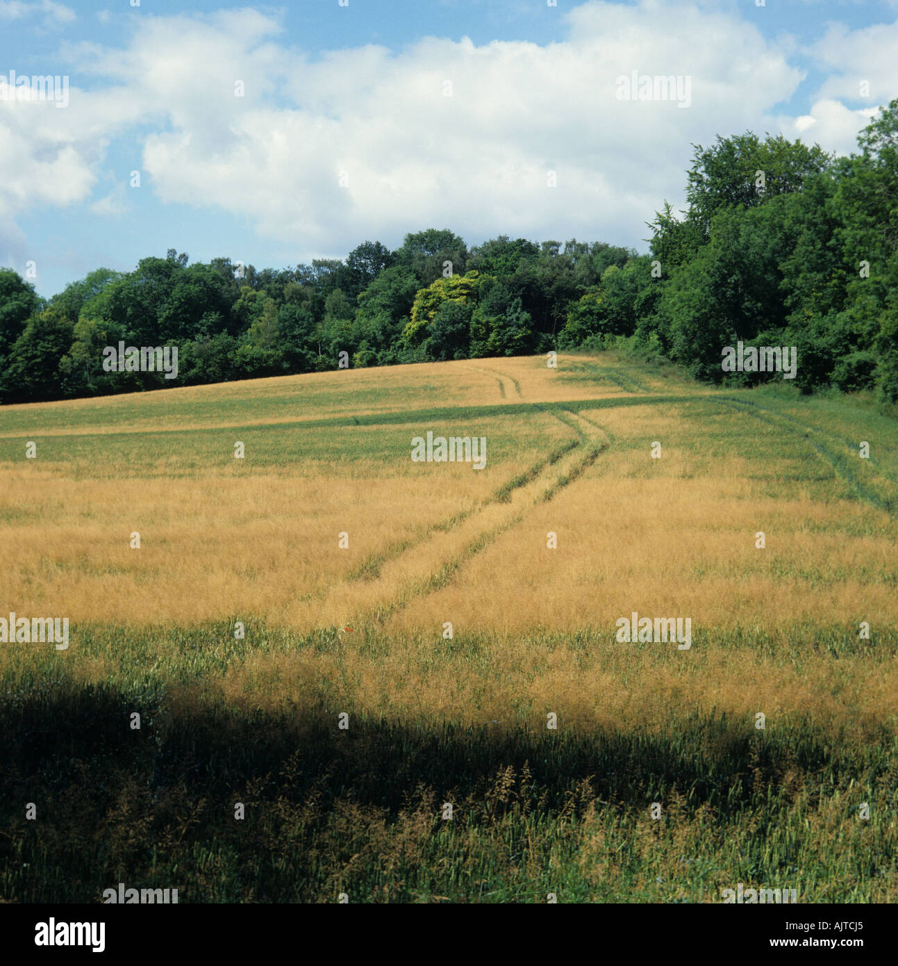 Nero piegate Agrostis gigantea fiorire la piantina in una coltivazione di grano in ear Foto Stock