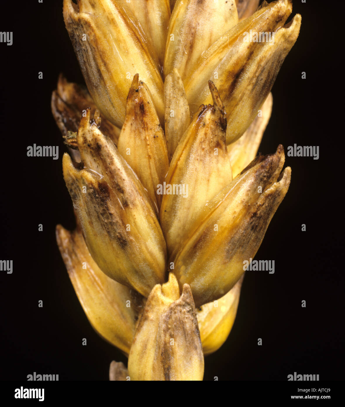 Glume blotch (Phaeosphaeria nodorum) infetto orecchio di grano Foto Stock