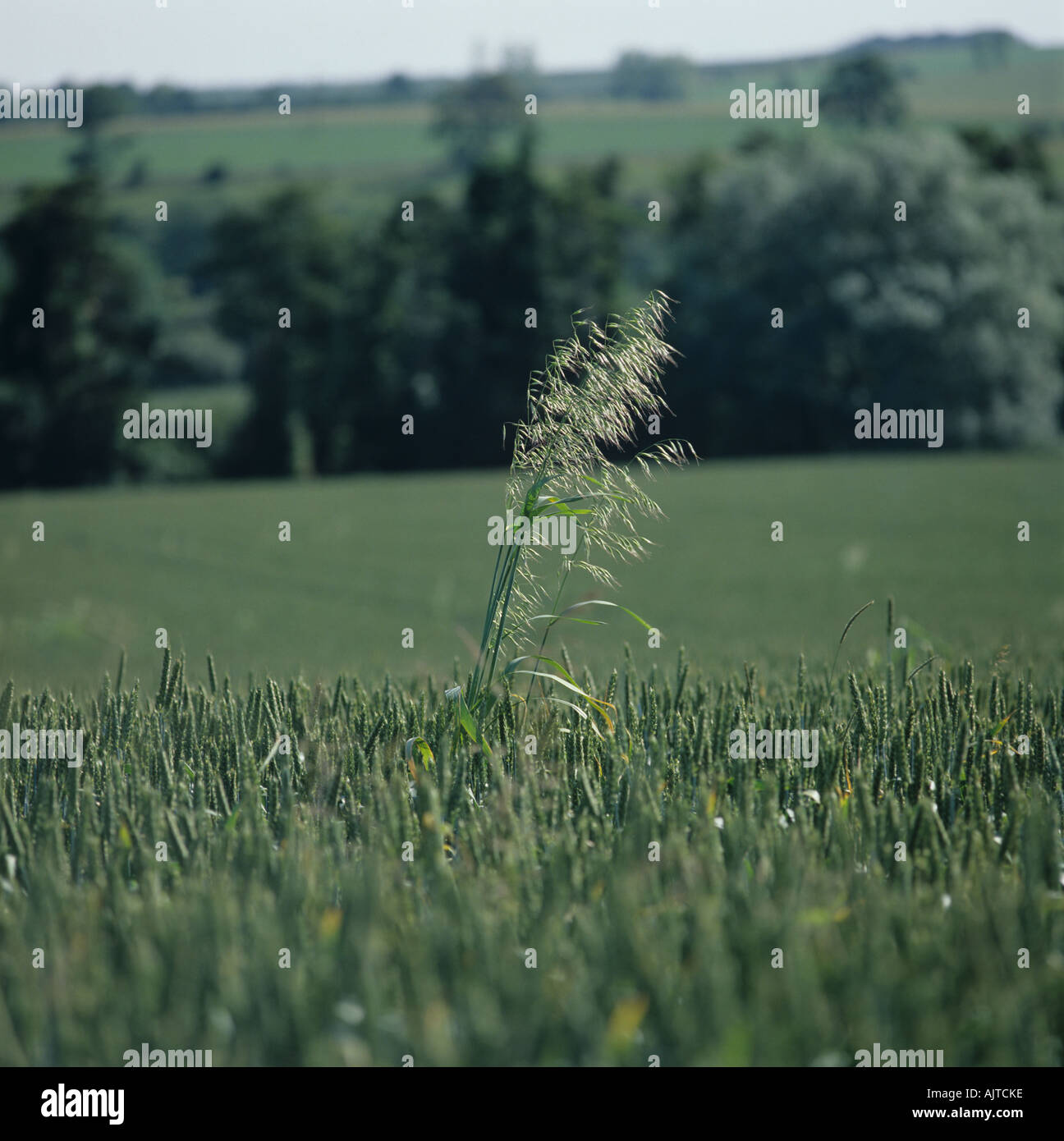 Wild Avena Avena fatua fioritura panicle nella coltivazione di grano in orecchio Foto Stock