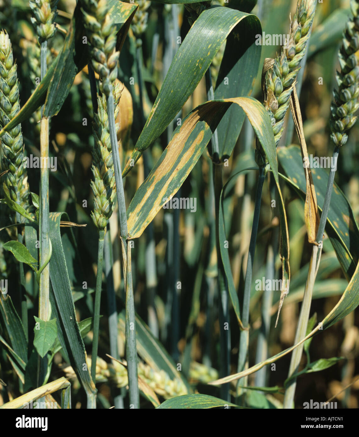Septoria foglia macchia (Phaeosphaeria nodorum) lesioni sulle foglie superiori di grano maturante Foto Stock