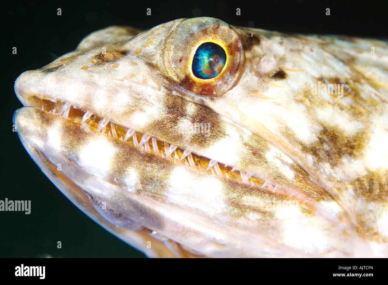 Reef ritratto Lizardfish Synodus variegatus Yap Micronesia Oceano Pacifico Foto Stock