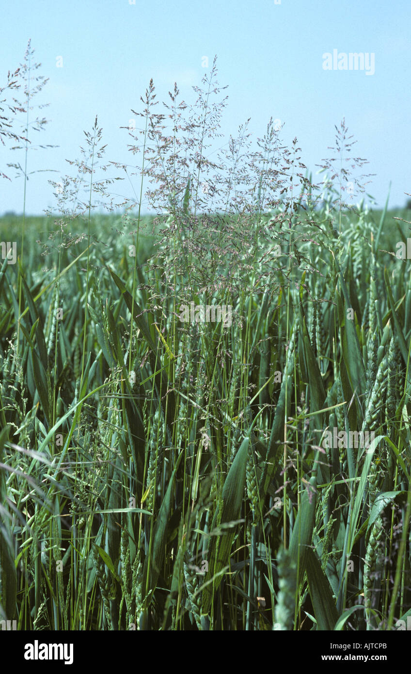 Ruvido erba di prato Poa trivialis piegata nero Agrostis gigantea in una coltivazione di grano Foto Stock