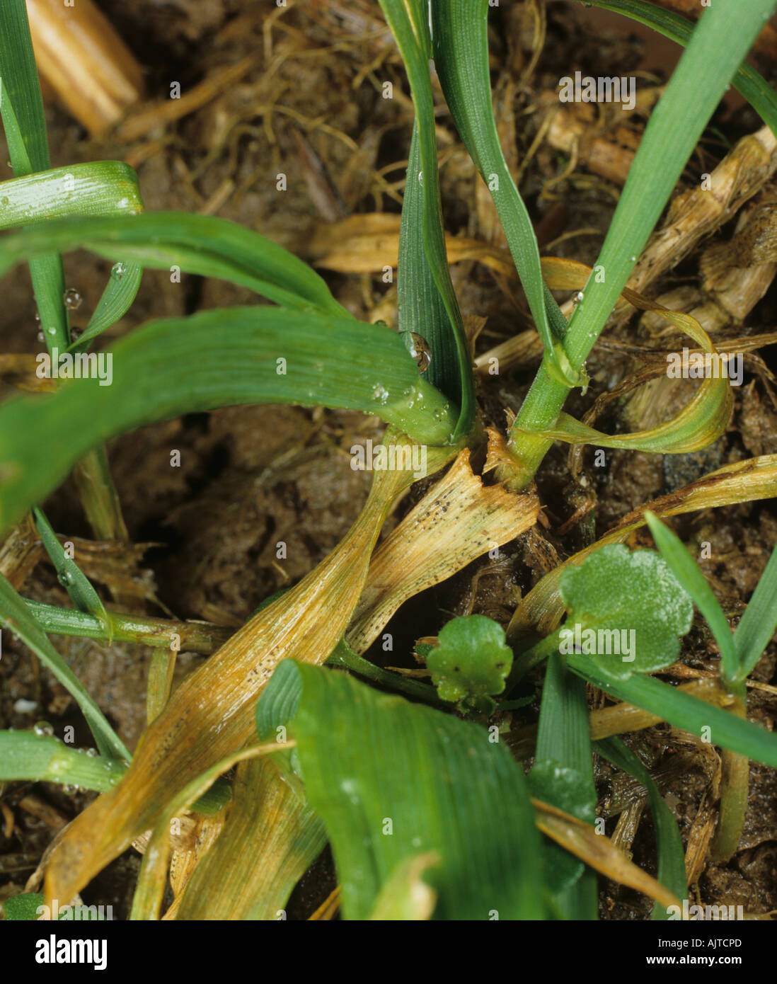 Septoria foglia macchia Zymosettoria tritici su foglie di piante di grano giovane Foto Stock