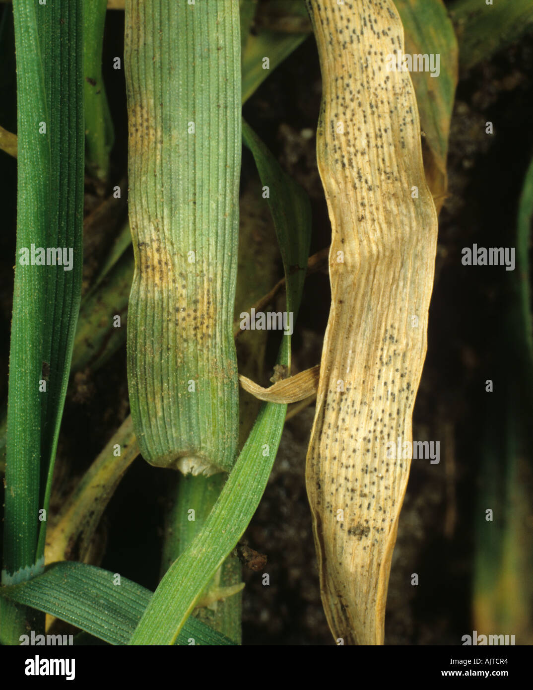 Septoria foglia macchia Zymosettoria tritici lesioni pycnidia su foglie di grano Foto Stock