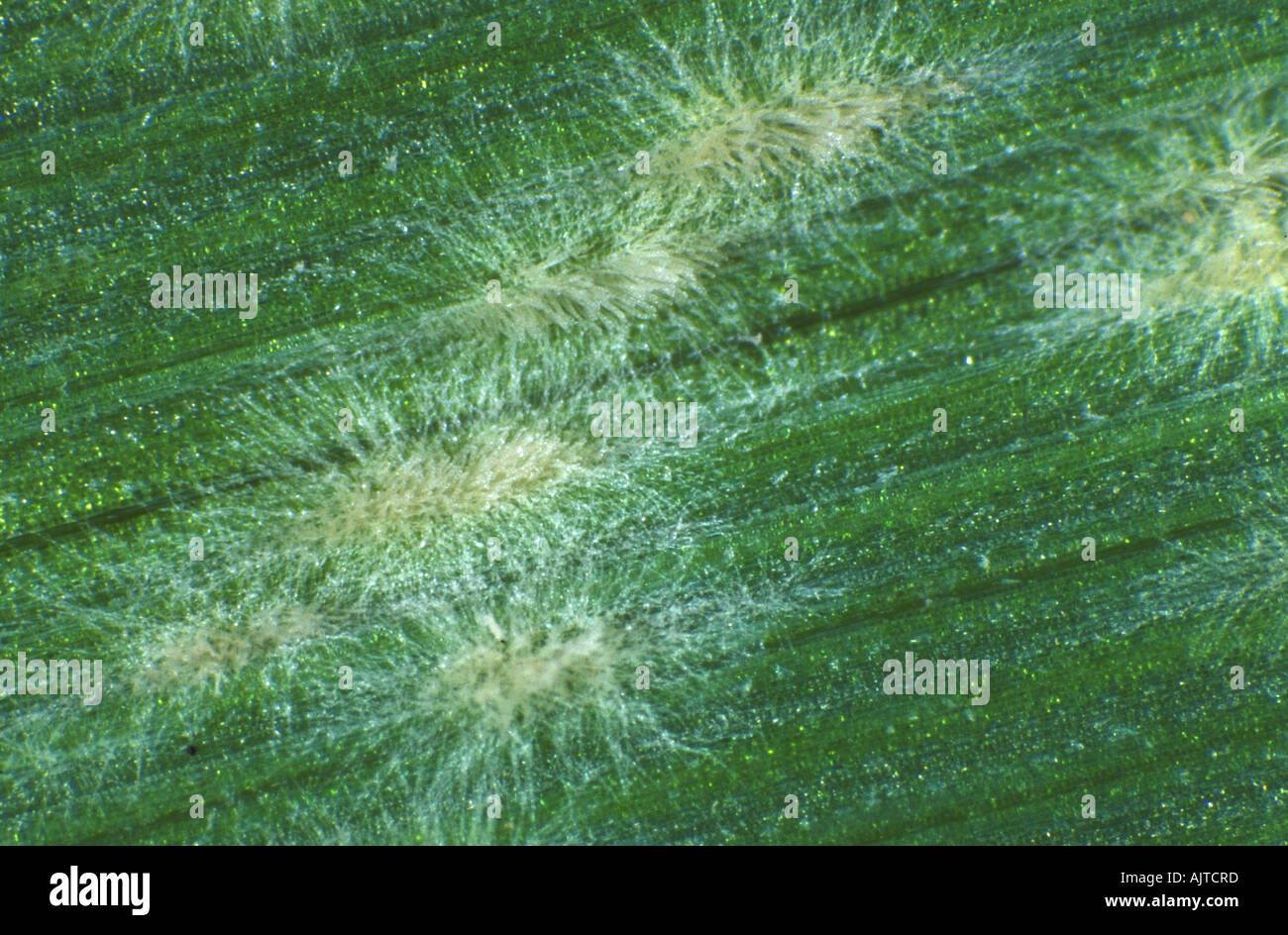 Muffa polverosa (Blumeria graminis f.sp. Hordei) pustole giovani su una foglia d'orzo Foto Stock