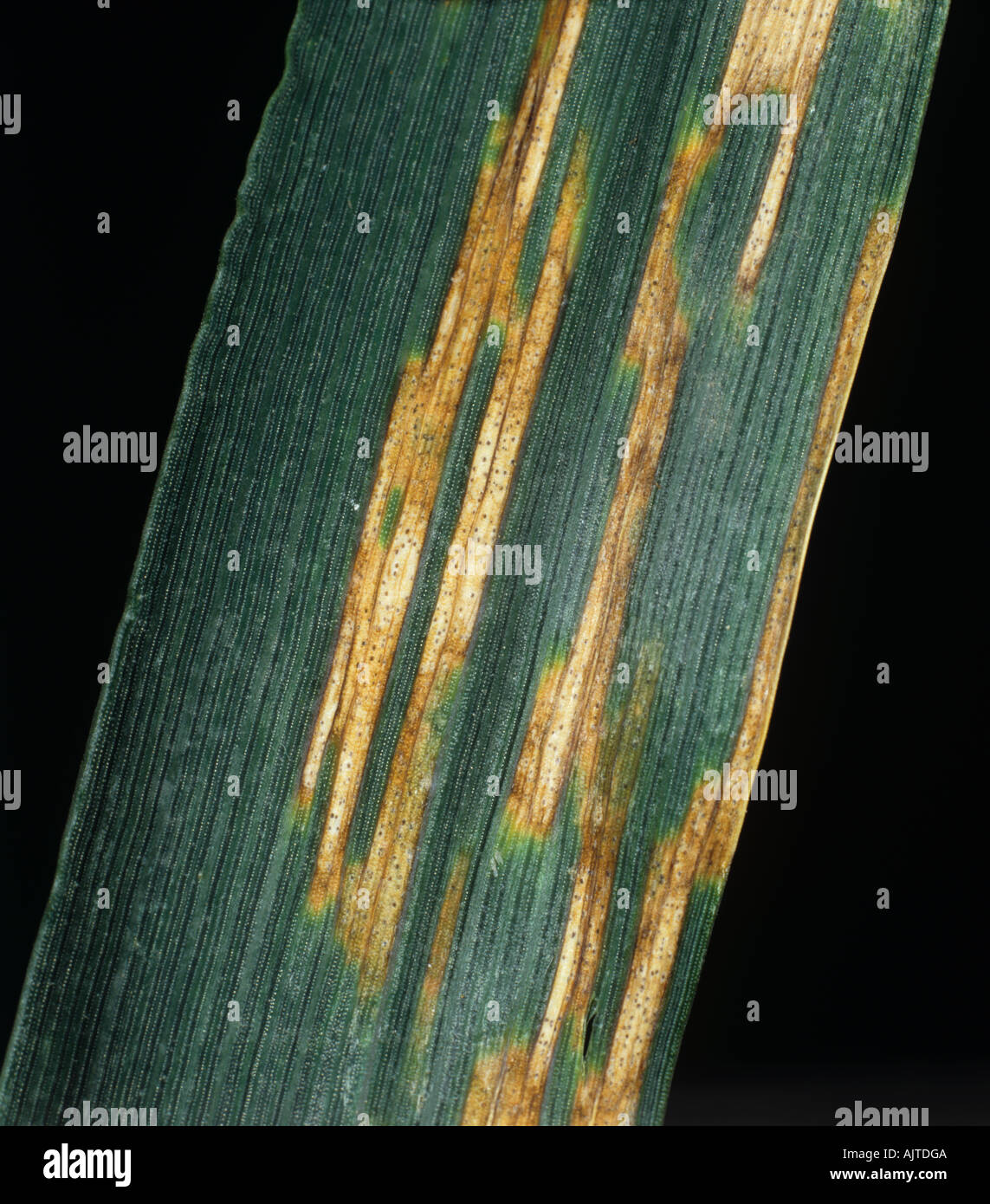 Septoria foglia macchia Zymosettoria tritici syn Mycosphaerella graminicola sul grano Foto Stock