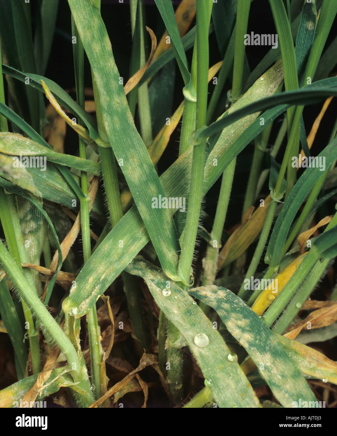 Infezione da muffa polverosa (Blumeria graminis f.sp. Hordei) su colture di orzo giovani Foto Stock