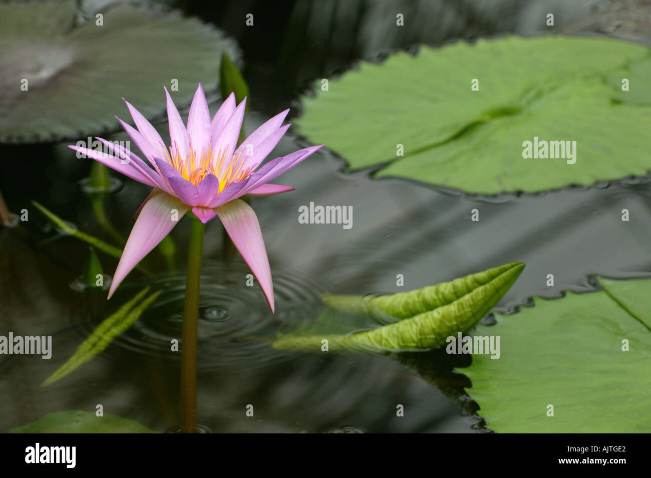 Nymphaea Anne Emmet ninfee in serra Wisley Royal Horticultural Gardens Foto Stock