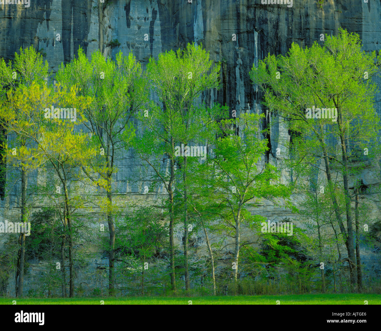 Buffalo National River, AR: mattina di primavera luce su alberi in tutta da Roark Bluff Foto Stock