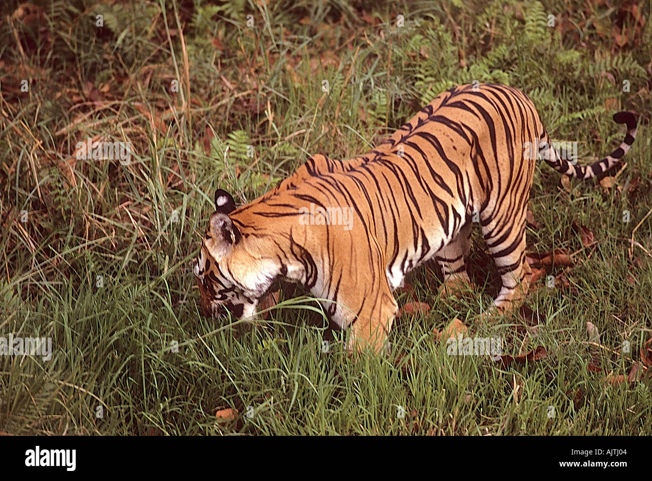 Tigre mangiare erba Bandhavgarh Parco Nazionale Madhya Pradesh India Foto Stock