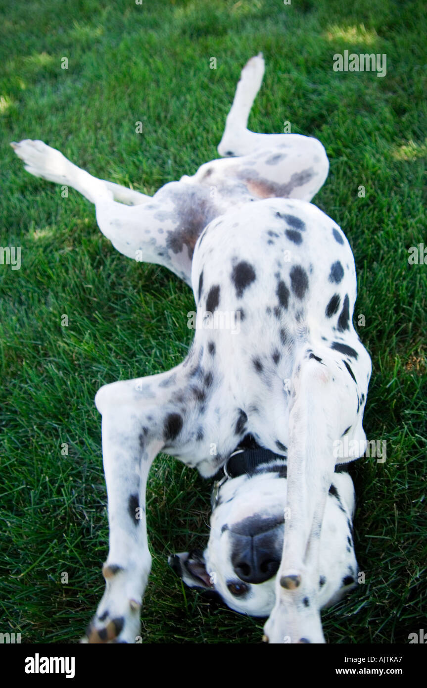 Dalmata Foto Stock