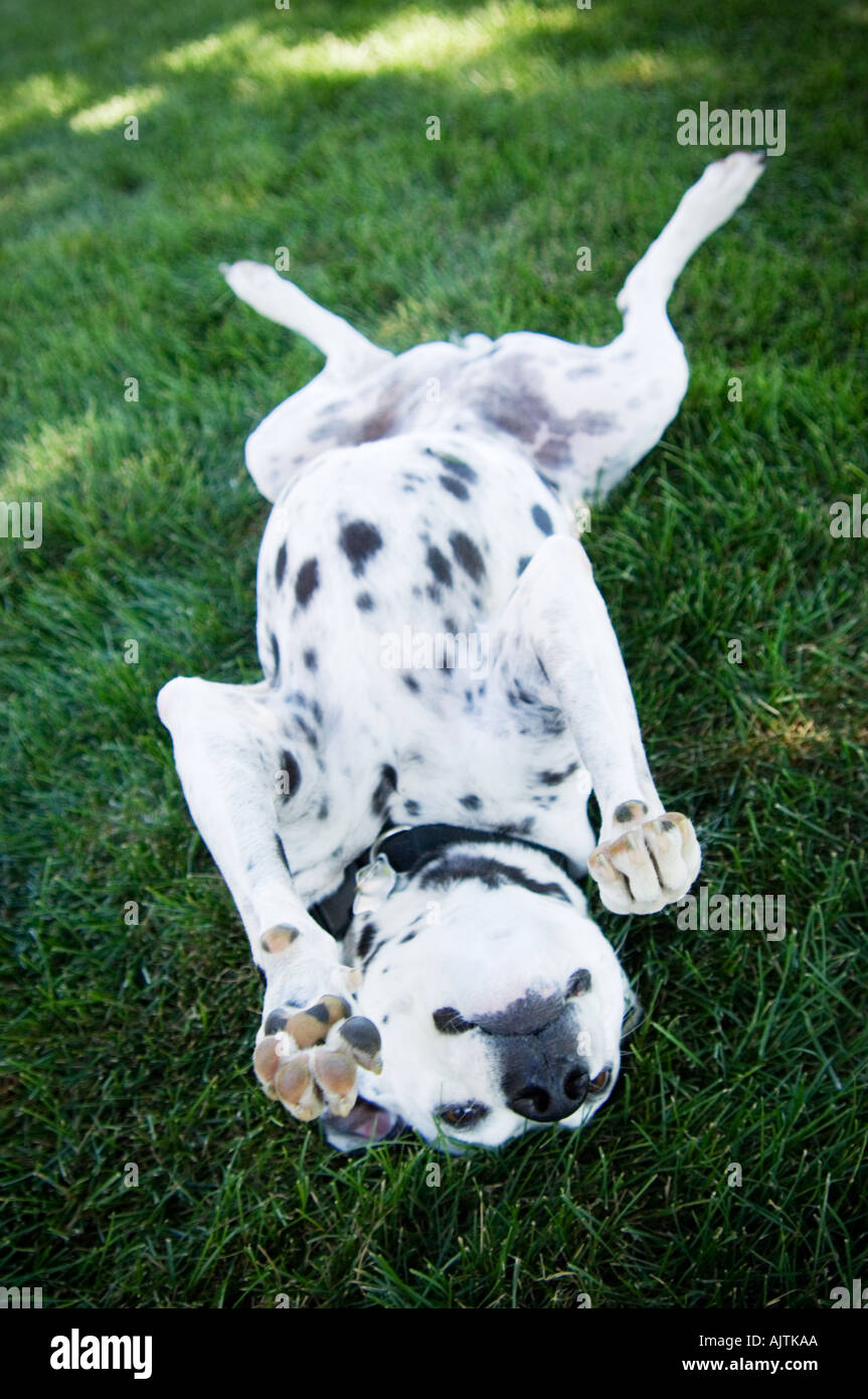 Dalmata Foto Stock