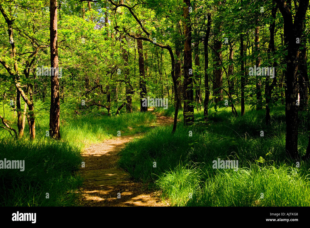 Un sentiero si snoda esso s attraverso la foresta francese Foto Stock