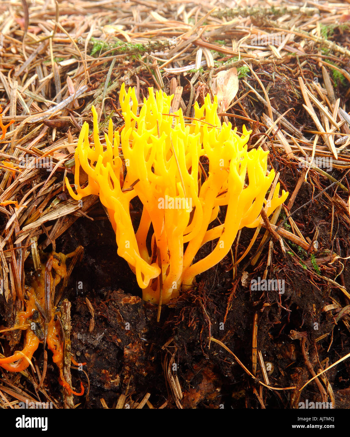 Giallo Staghorn funghi Calocera viscosa crescente caduti tra gli aghi di pino su un pavimento di bosco Foto Stock