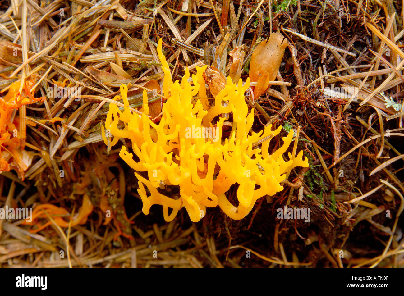 Giallo Staghorn funghi Calocera viscosa crescente caduti tra gli aghi di pino su un pavimento di bosco Foto Stock