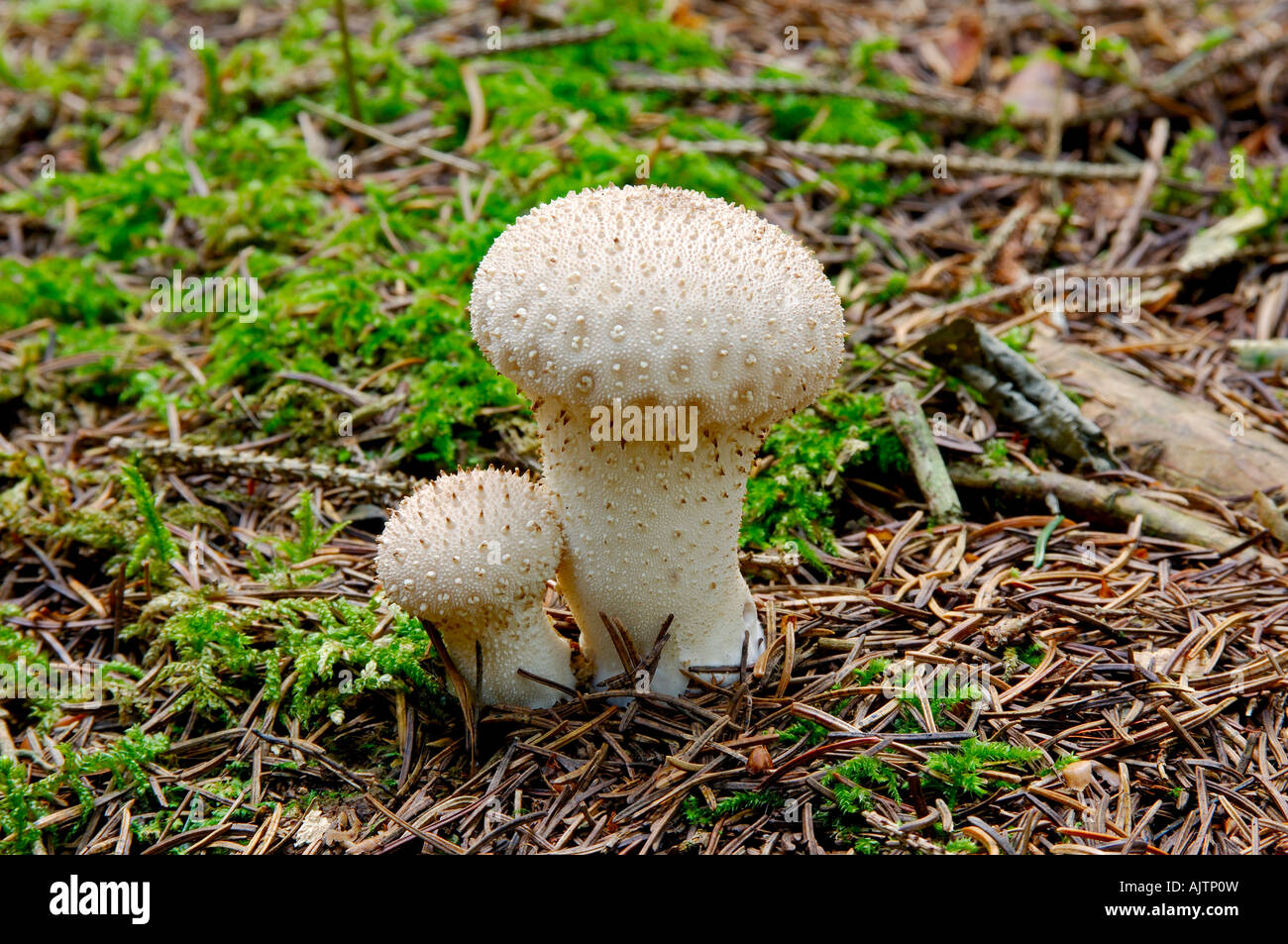 2 Comune Puffball funghi Lycoperdon perlatum crescendo insieme tra gli aghi di pino su un pavimento di bosco Foto Stock