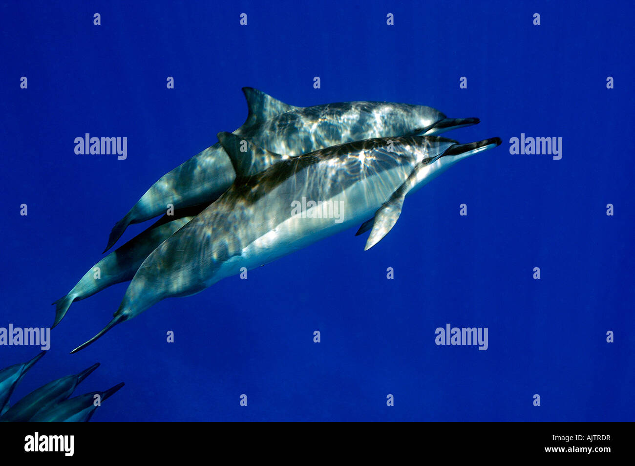 Spinner delfini Stenella longirostris Oceano Pacifico Hawaii USA Foto Stock