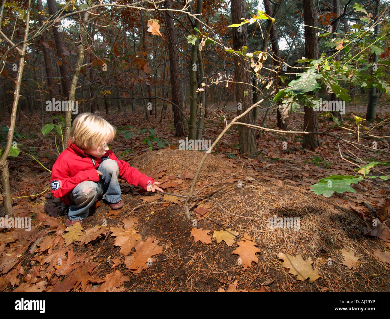 Ragazzo giovane bambino nella foresta di esaminare una grande ant hill vicino a Breda Paesi Bassi Foto Stock