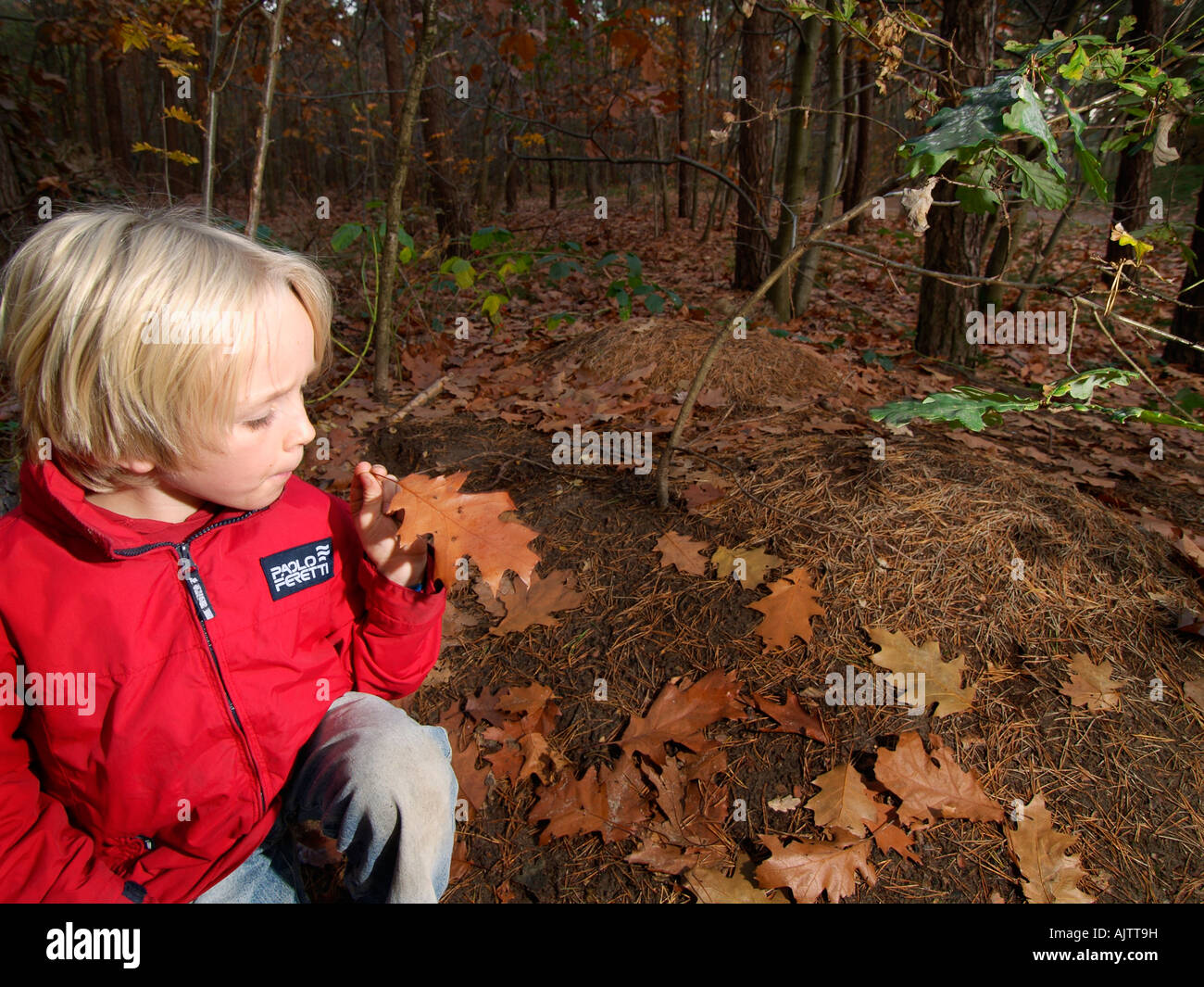 Ragazzo giovane bambino nella foresta di esaminare una foglia con formiche su di essa accanto a una grande ant hill vicino a Breda Paesi Bassi Foto Stock