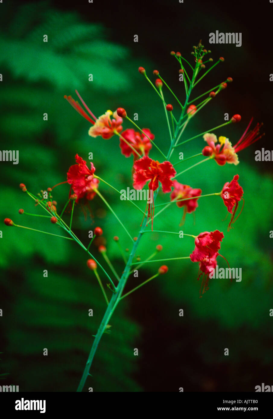 Dwarf Poinciana Peacock Flower orgoglio di Barbados Foto Stock