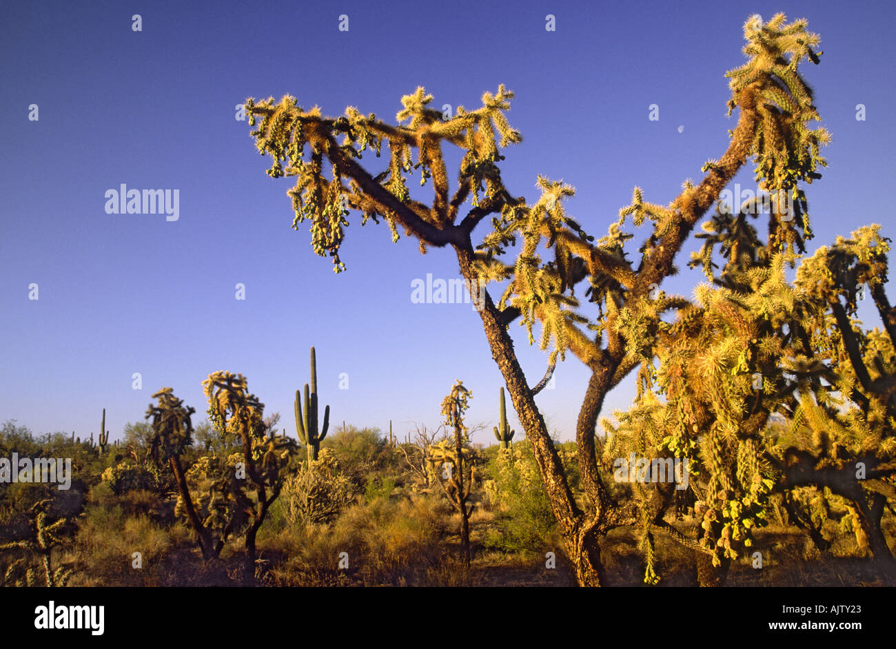 Moon over cholla cactus a Pinal Pioneer Pkwy, Arizona, Stati Uniti d'America Foto Stock