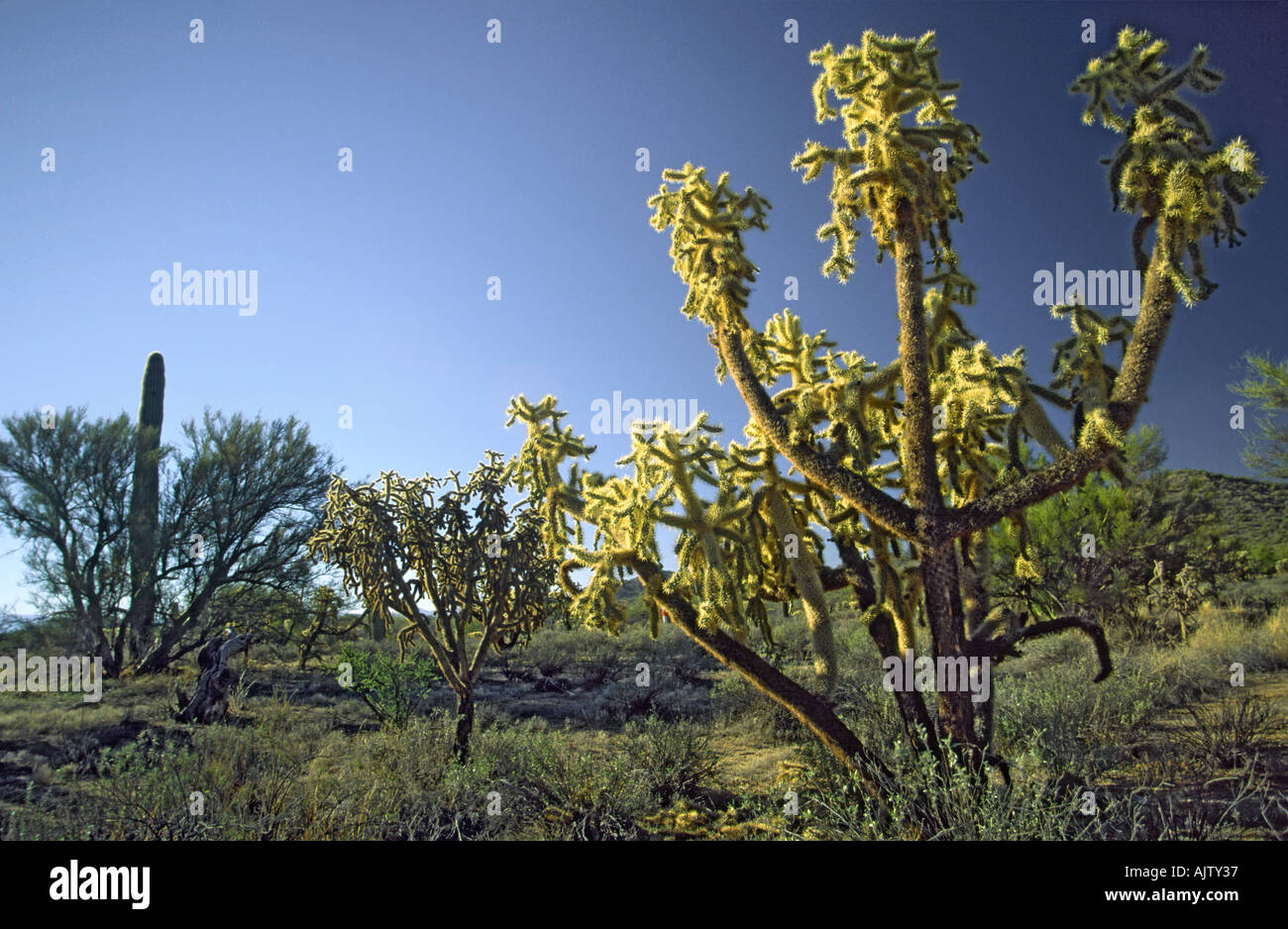 Saguaro, cholla cactus a Pinal Pioneer Pkwy, Arizona, Stati Uniti d'America Foto Stock